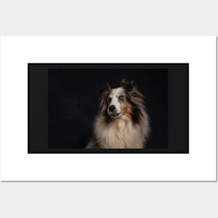 Blue Merle Shetland Sheepdog Posters and Art